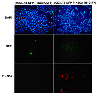 Anti-PIK3CA(H1047Y Mutant) Mouse Monoclonal Antibody