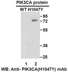 Anti-PIK3CA(H1047Y Mutant) Mouse Monoclonal Antibody