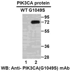 Anti-PIK3CA(G1049S Mutant) Mouse Monoclonal Antibody
