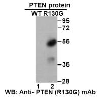 Anti-PTEN(R130G Mutant) Mouse mAb