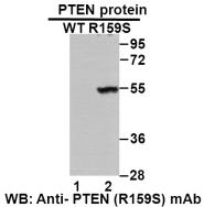 Anti-PTEN (R159S Mutant) Mouse mAb