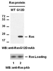 Anti-Ras(G12D Mutant) Mouse Monoclonal Antibody