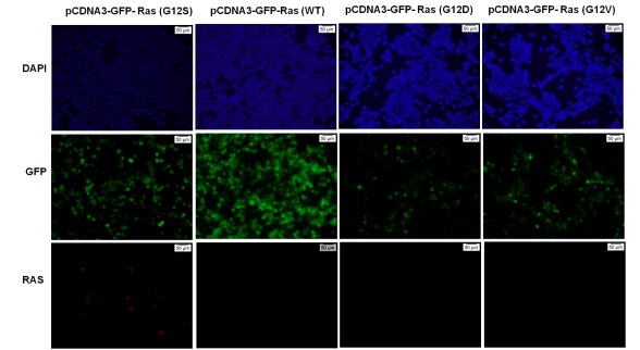 Anti-Ras(G12S Mutant) Mouse Monoclonal Antibody