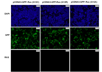Anti-Ras(G12S Mutant) Mouse Monoclonal Antibody