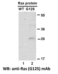 Anti-Ras(G12S Mutant) Mouse Monoclonal Antibody