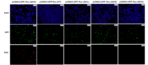 Anti-Ras(Q61H Mutant) Mouse Monoclonal Antibody