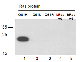 Anti-Ras(Q61H Mutant) Mouse Monoclonal Antibody