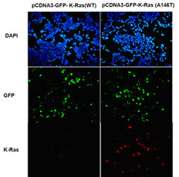 Anti-Ras(A146T Mutant) Mouse Monoclonal Antibody
