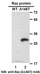 Anti-Ras(A146T Mutant) Mouse Monoclonal Antibody