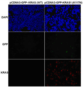 Anti-Ras(K117N Mutant) Mouse Monoclonal Antibody