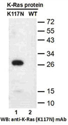 Anti-Ras(K117N Mutant) Mouse Monoclonal Antibody