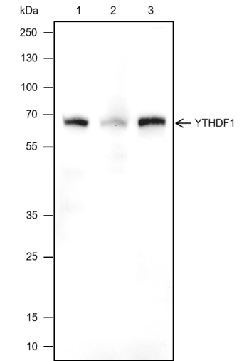 Anti-YTHDF1 Mouse Monoclonal Antibody