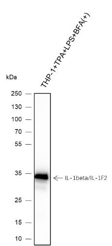 Anti-IL-1 beta Mouse Monoclonal Antibody