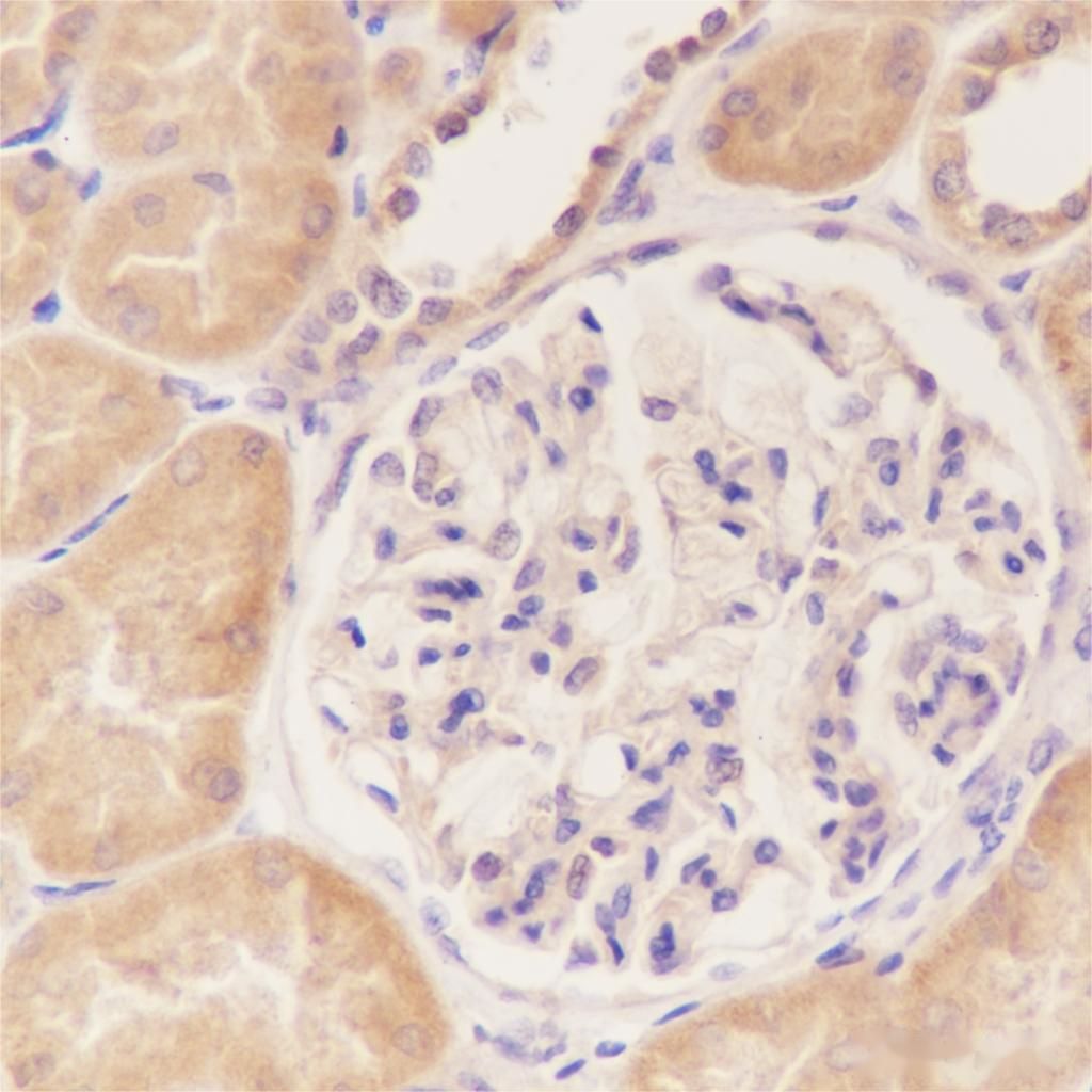 Anti-HIF1 alpha Mouse Monoclonal Antibody
