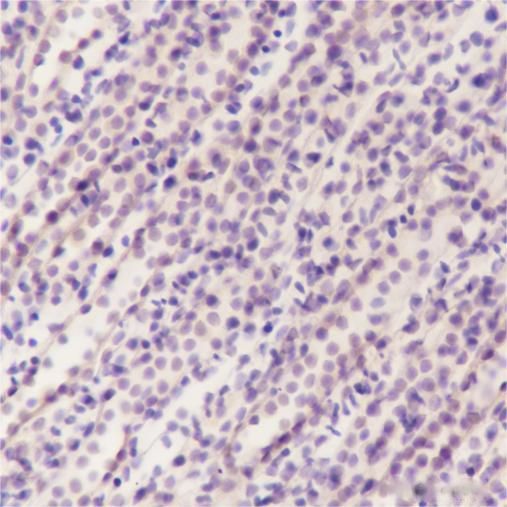 Anti-HIF1 alpha Mouse Monoclonal Antibody