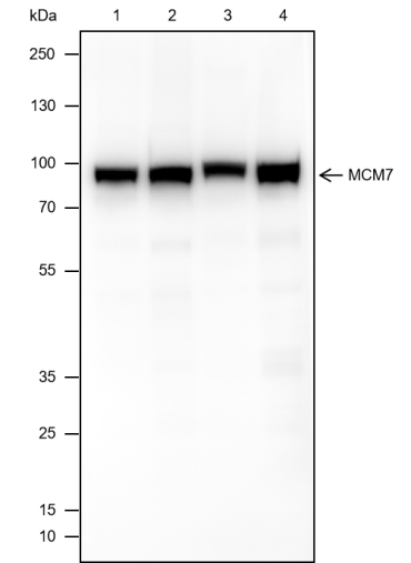 Anti-MCM7 Mouse Monoclonal Antibody