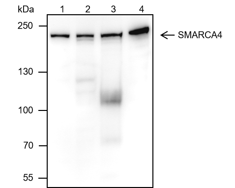 Anti-BRG1 Mouse Monoclonal Antibody