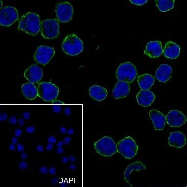 Anti-CD81 Mouse Monoclonal Antibody