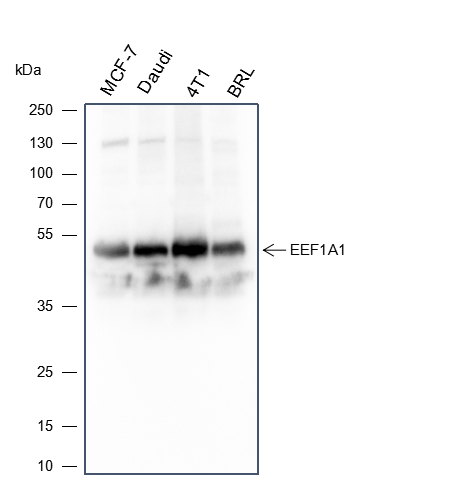 Anti-Elongation Factor 1A1  Mouse Monoclonal Antibody