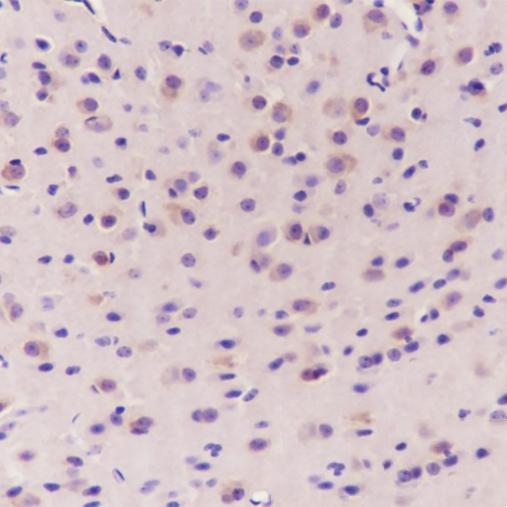 Anti-Elongation Factor 1A1  Mouse Monoclonal Antibody