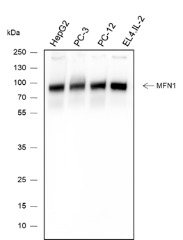 Anti-Mitofusin 1 Mouse Monoclonal Antibody