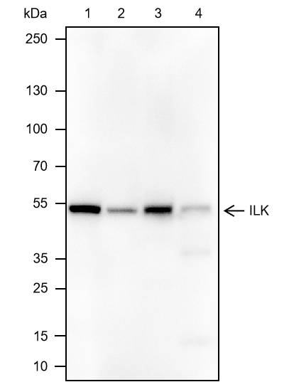 Anti-ILK Mouse Monoclonal Antibody