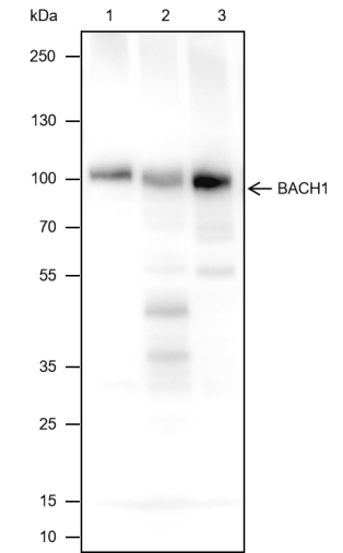 Anti-BACH1 Mouse Monoclonal Antibody