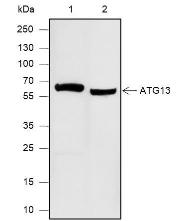 Anti-ATG13 Mouse Monoclonal Antibody
