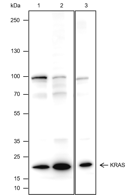 Anti-KRAS Mouse Monoclonal Antibody