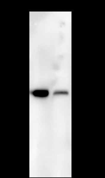 Anti-ADH4 Mouse Monoclonal Antibody