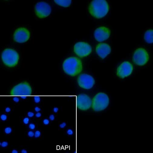 Anti-CD28 Mouse Monoclonal Antibody