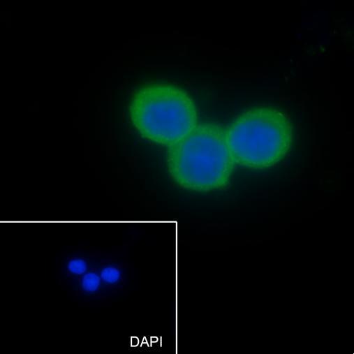 Anti-CD66a Mouse Monoclonal Antibody