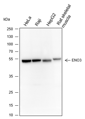 Anti-ENO3 Mouse Monoclonal Antibody
