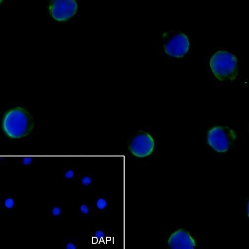 Anti-CD43 Mouse Monoclonal Antibody