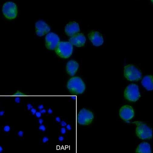 Anti-CD27 Mouse Monoclonal Antibody