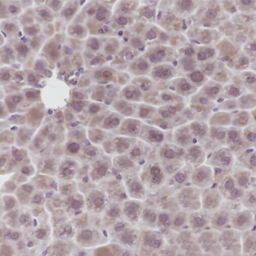 Anti-GCK Mouse Monoclonal Antibody