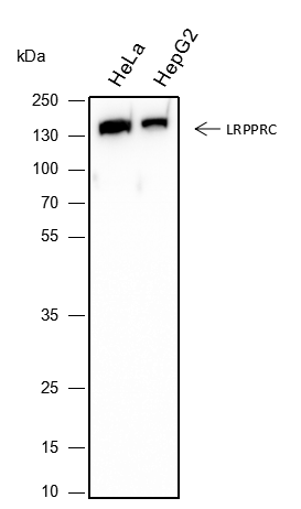 Anti-LRPPRC Mouse Monoclonal Antibody
