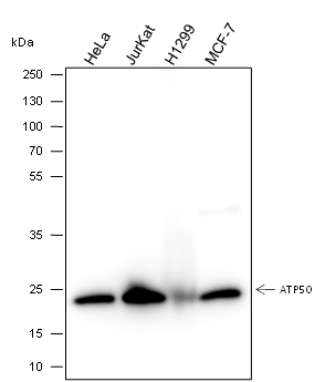Anti-ATP5O Mouse Monoclonal Antibody