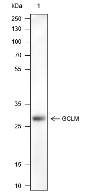 Anti-GCLM Mouse Monoclonal Antibody