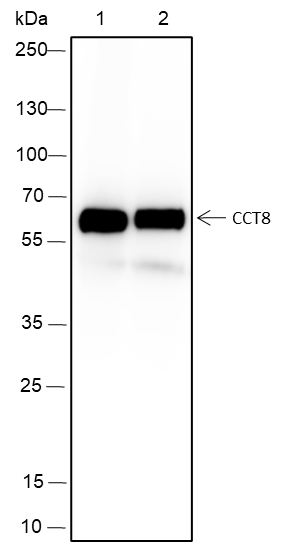 Anti-CCT8 Mouse Monoclonal Antibody