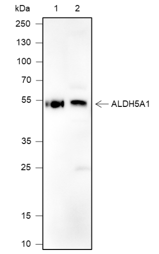 Anti-ALDH5A1 Mouse Monoclonal Antibody