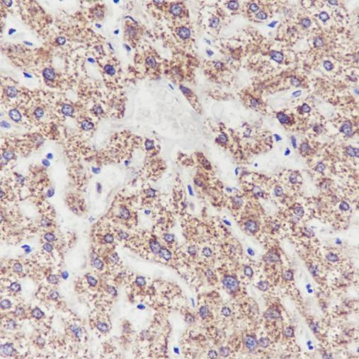 Anti-ALDH5A1 Mouse Monoclonal Antibody