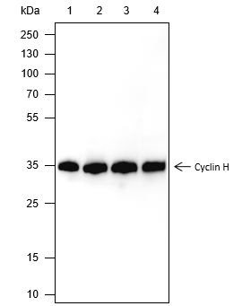 Anti-Cyclin H Mouse Monoclonal Antibody