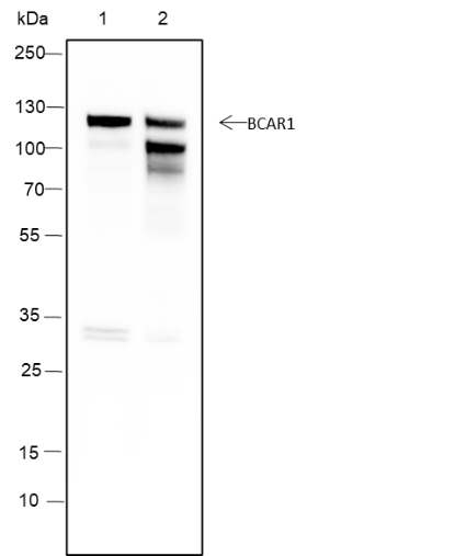 Anti-BCAR1 Mouse Monoclonal Antibody