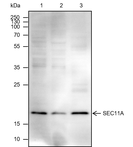 Anti-SEC11A Mouse Monoclonal Antibody