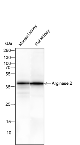 Anti-Arginase 2 Mouse Monoclonal Antibody