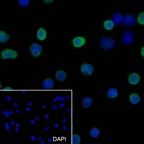 Anti-CD162 Mouse Monoclonal Antibody