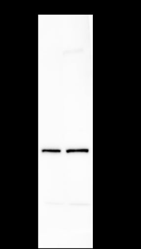 Anti-ADRM1 Mouse Monoclonal Antibody