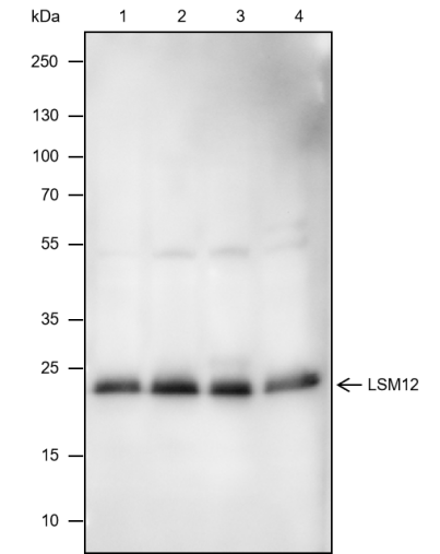Anti-LSM12 Mouse Monoclonal Antibody