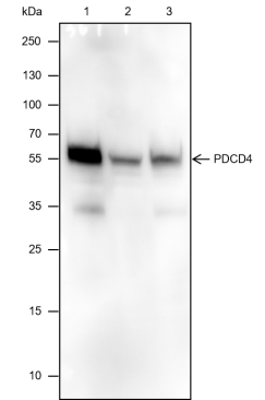 Anti-PDCD4 Mouse Monoclonal Antibody